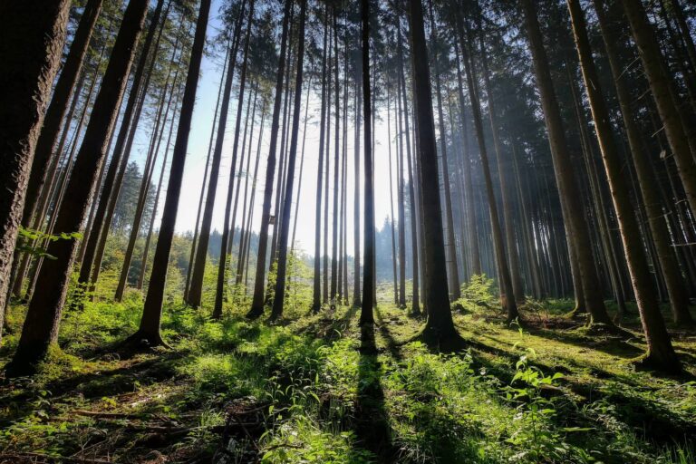 Miškotvarkos projektų rengimas visoje Lietuvoje